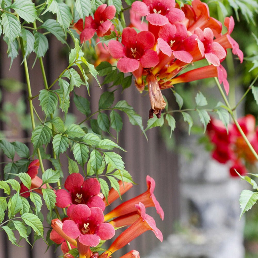Trompeta Cataratoare, Luleaua turcului Radicans Stromboli, cu flori rosii