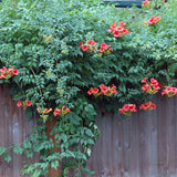 Trompeta Cataratoare, Luleaua turcului Radicans Stromboli, cu flori rosii