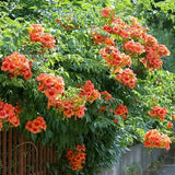 Trompeta Cataratoare, Luleaua turcului Radicans Stromboli, cu flori rosii