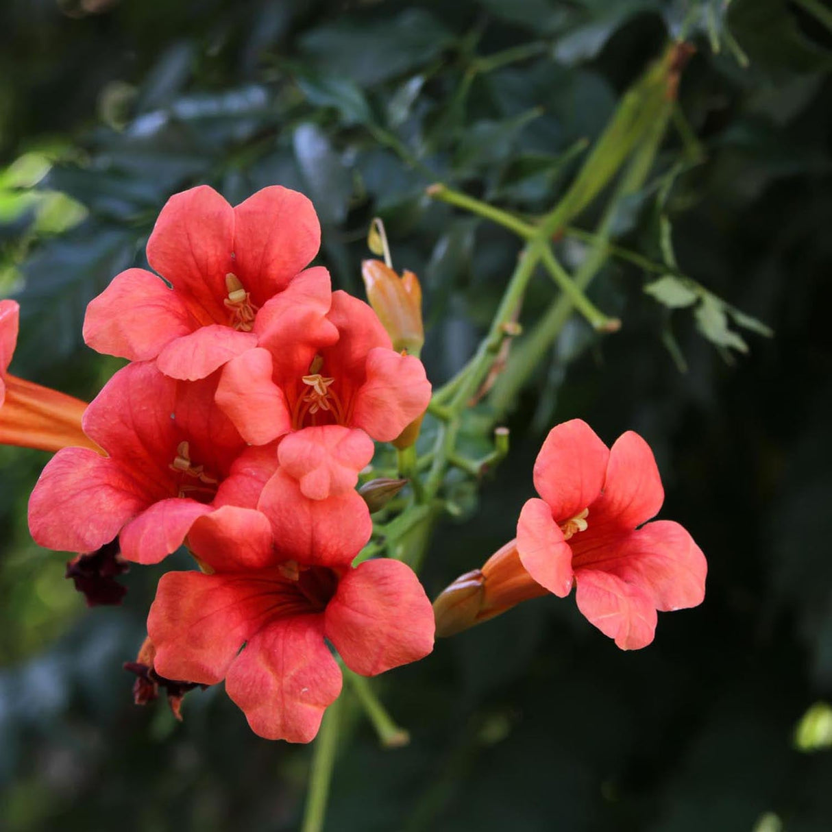 Trompeta Cataratoare, Luleaua turcului Radicans Stromboli, cu flori rosii