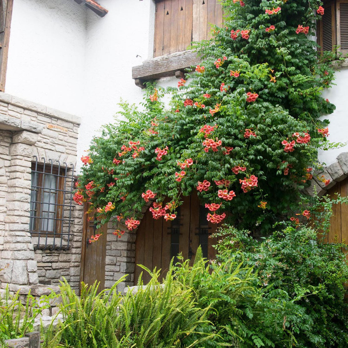 Trompeta Cataratoare, Luleaua turcului Radicans Stromboli, cu flori rosii