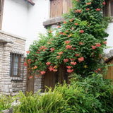 Trompeta Cataratoare, Luleaua turcului Radicans Stromboli, cu flori rosii