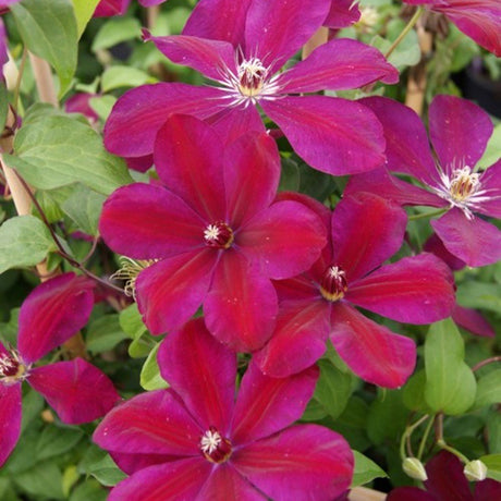 Clematis (Clematita) Westerplatte, cu flori rosii-violet Inchis, cataratoare