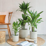 Trunchiul Fericirii (Dracena) Cintho, 2 Tulpini - 100 cm