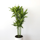 Trunchiul Fericirii (Dracena) Cintho, 2 Tulpini - 100 cm