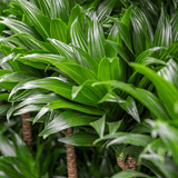 Trunchiul Fericirii (Dracena) Compacta - 80 cm