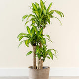 Trunchiul Fericirii (Dracena) Massangeana, Tulpini Multiple - 135 cm