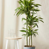 Trunchiul Fericirii (Dracena) Massangeana, Tulpini Multiple - 135 cm
