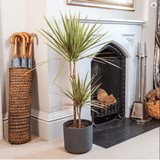 Trunchiul Fericirii (Dracena) Bicolor, Tulpini Multiple - 120 cm