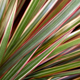 Trunchiul Fericirii (Dracena) Bicolor, Tulpini Multiple - 120 cm