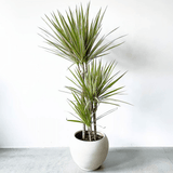 Trunchiul Fericirii (Dracena) Bicolor, Tulpini Multiple - 120 cm