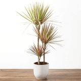 Trunchiul Fericirii (Dracena) Bicolor, Tulpini Multiple - 120 cm