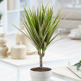 Trunchiul Fericirii (Dracena) Bicolor, Tulpini Multiple - 120 cm