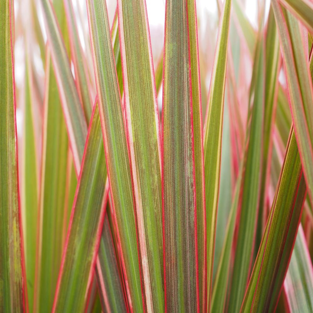 Trunchiul Fericirii (Dracena) Bicolor, Tulpini Multiple - 120 cm