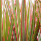 Trunchiul Fericirii (Dracena) Bicolor, Tulpini Multiple - 120 cm