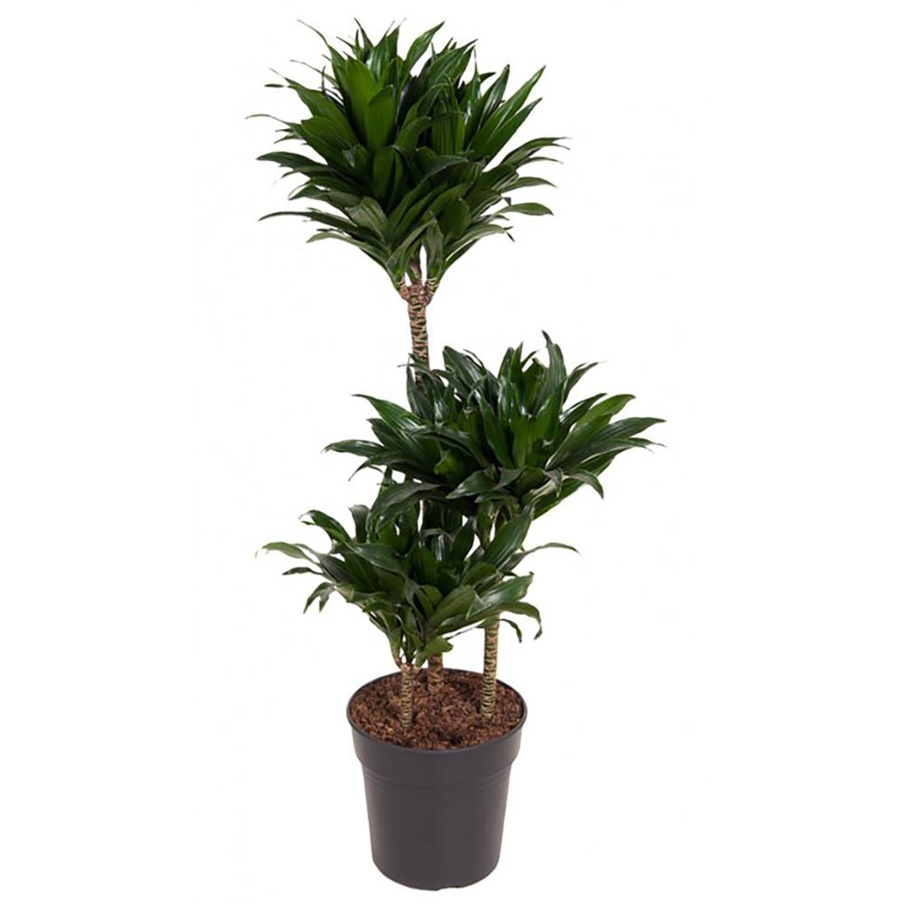 Trunchiul Fericirii (Dracena) Compacta - 80 cm