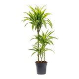 Trunchiul Fericirii (Dracena) Lemon Lime, Tulpini Multiple - 110 cm