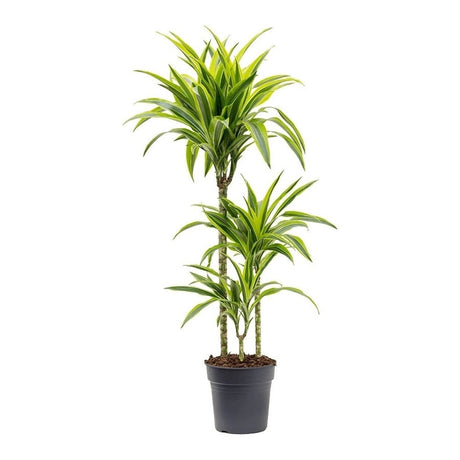 Trunchiul Fericirii (Dracena) Lemon Lime, Tulpini Multiple - 110 cm