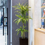 Trunchiul Fericirii (Dracena) Lemon Lime, Tulpini Multiple - 110 cm