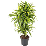 Trunchiul Fericirii (Dracena) Lemon Lime - 140 cm