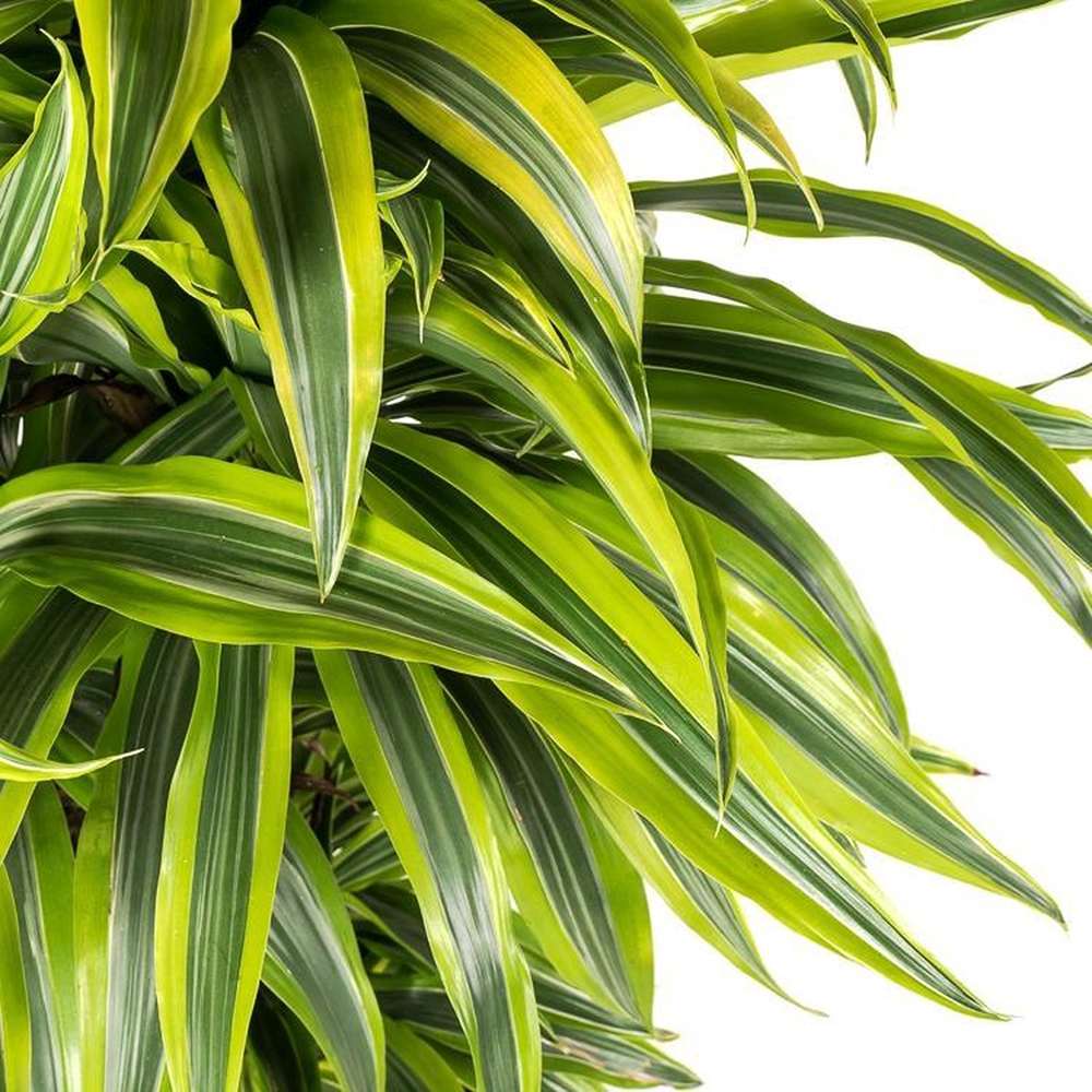 Trunchiul Fericirii (Dracena) Lemon Lime - 140 cm