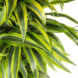 Trunchiul Fericirii (Dracena) Lemon Lime - 140 cm