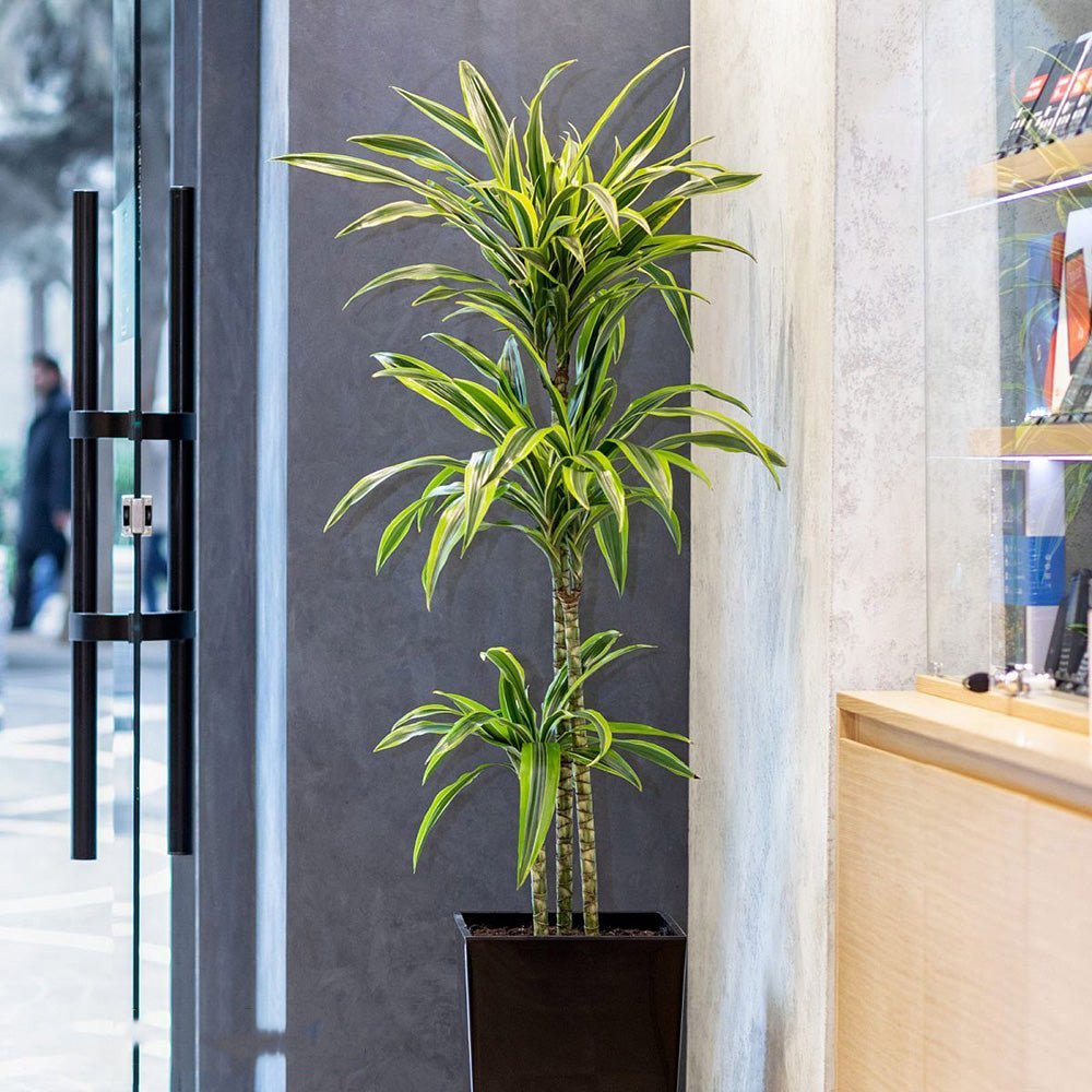 Trunchiul Fericirii (Dracena) Lemon Lime - 80-90 cm