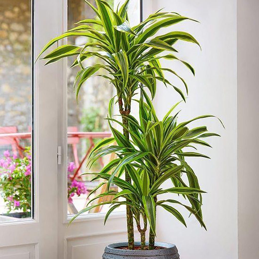 Trunchiul Fericirii (Dracena) Lemon Lime - 80-90 cm