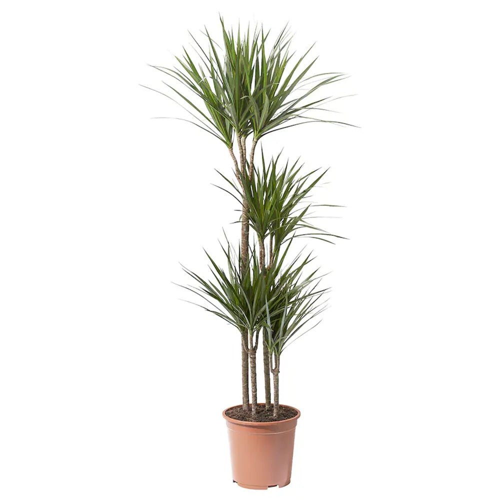 Trunchiul Fericirii (Dracena) Marginata - 160 cm - VERDENA - 160 cm inaltime, ghiveci de 5 l