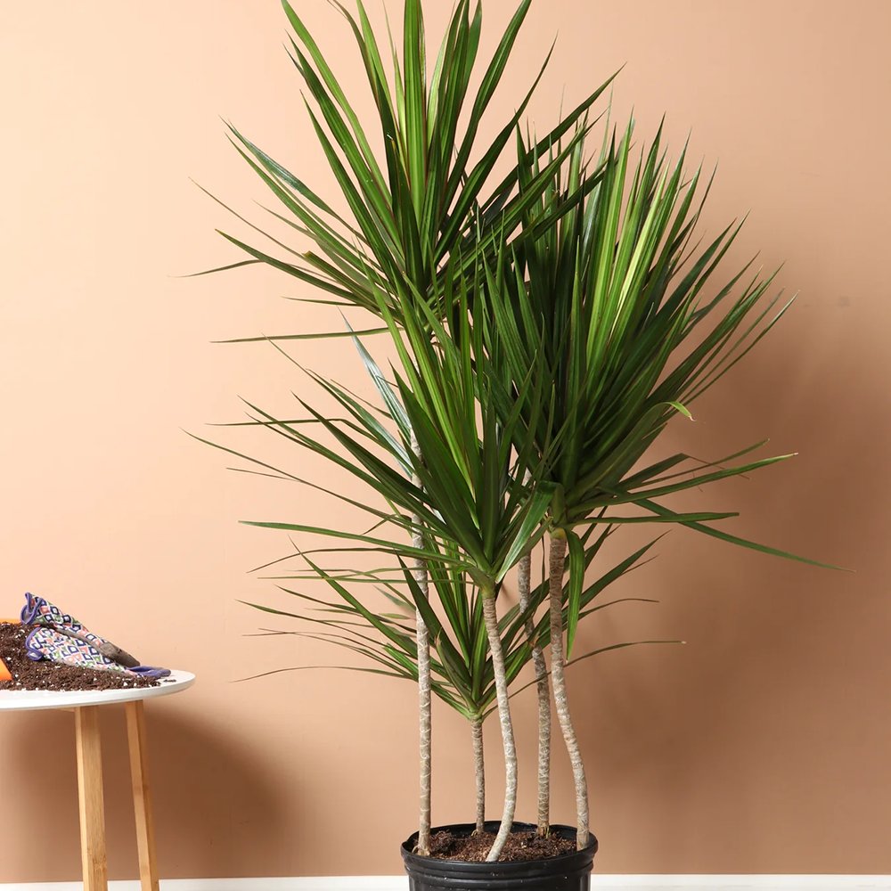 Trunchiul Fericirii (Dracena) Marginata - 160 cm - VERDENA - 160 cm inaltime, ghiveci de 5 l