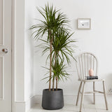 Trunchiul Fericirii (Dracena) Marginata, 4 Tulpini - 150 cm
