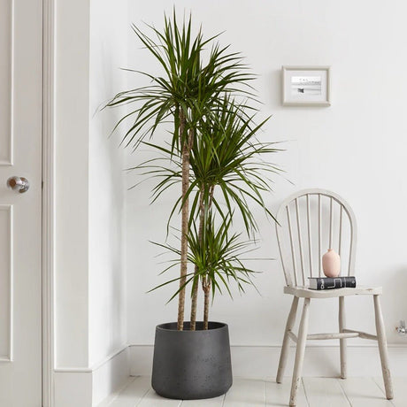 Trunchiul Fericirii (Dracena) Marginata, 4 Tulpini - 150 cm