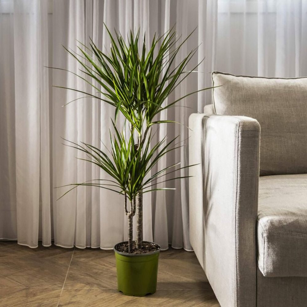 Trunchiul Fericirii (Dracena) Marginata, 4 Tulpini - 150 cm