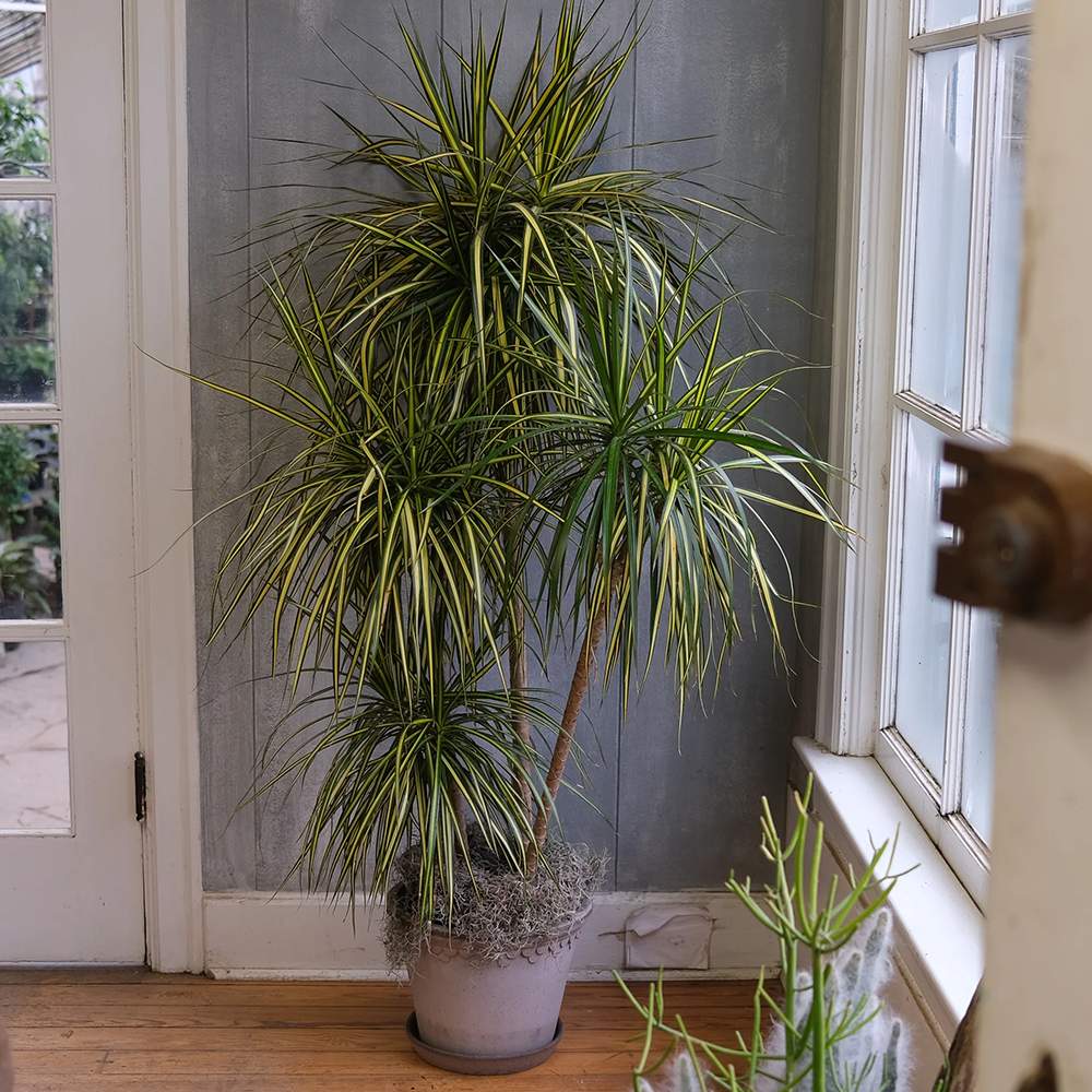 Trunchiul Fericirii (Dracena) Marginata, 4 Tulpini - 150 cm