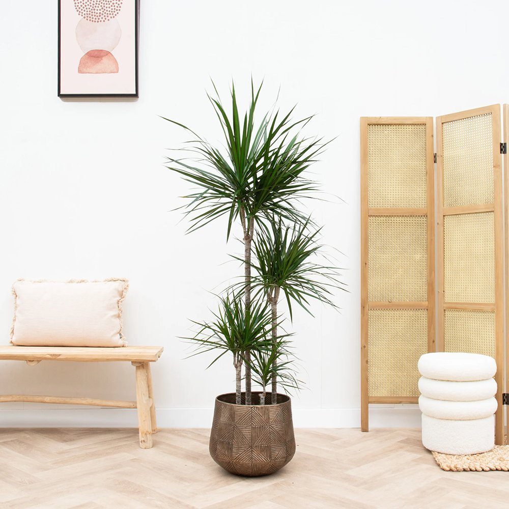 Trunchiul Fericirii (Dracena) Marginata, 4 Tulpini - 150 cm