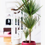 Trunchiul Fericirii (Dracena) Marginata, 3 Tulpini - 130 cm