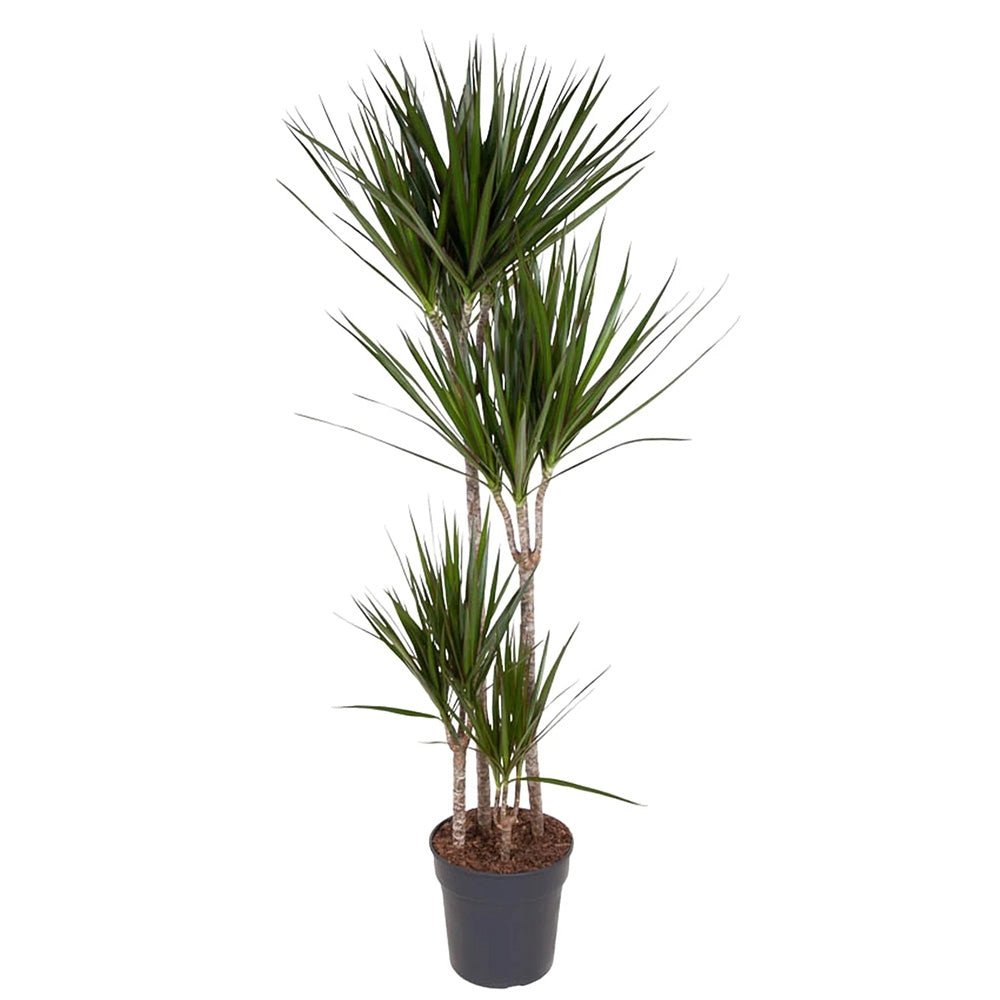 Trunchiul Fericirii (Dracena) Marginata, 4 Tulpini - 150 cm - VERDENA - 150 cm inaltime, ghiveci de 9 l