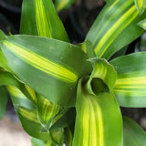 Trunchiul Fericirii (Dracena) Massangeana, Tulpini Multiple - 135 cm