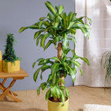 Trunchiul Fericirii (Dracena) Massangeana, Tulpini Multiple - 135 cm