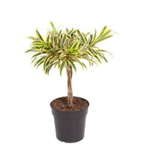 Trunchiul Fericirii (Dracena) Song Of India - 80 cm - VERDENA - 80 cm inaltime, ghiveci de 5 l