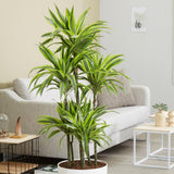 Trunchiul Fericirii (Dracena) Lemon Lime, Tulpini Multiple - 60 cm