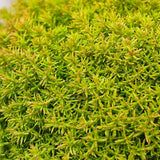 Tuia galben-verde Occidentalis Anniek