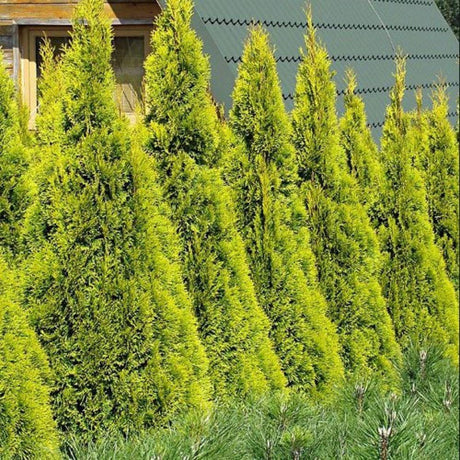 Tuia Occidentalis auriu Golden Smarald