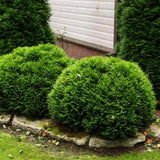 Tuia occidentalis globular verde-auriu Mirjam