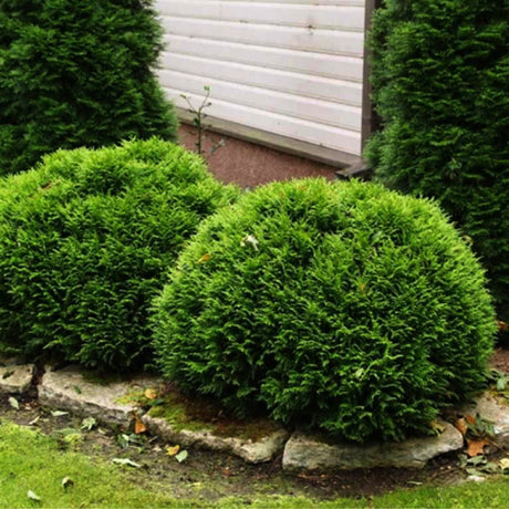 Tuia occidentalis globular verde-auriu Mirjam