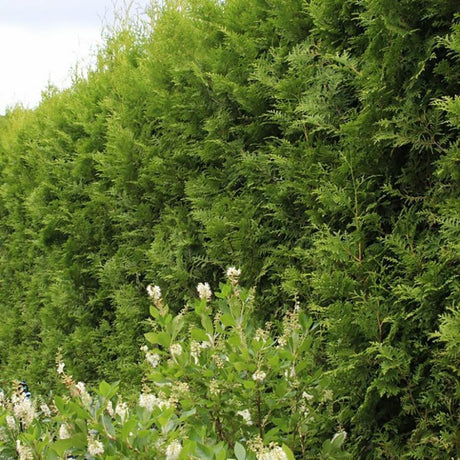 Tuia Occidentalis Brabant, gard viu vesnic verde
