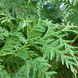 Tuia Occidentalis Brabant, gard viu vesnic verde