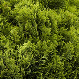 Tuia verde Danica, globular, vesnic verde, solitar sau gard viu