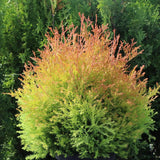 Tuia Occidentalis Fire Chief
