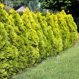 Tuia Occidentalis Golden Brabant